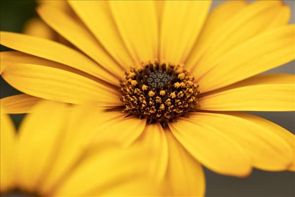 Osteospermum ecklonis 'SummerHero'®