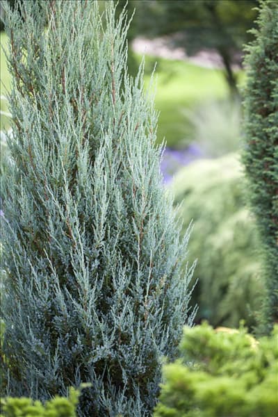 Juniperus virginiana 'Blue Arrow'