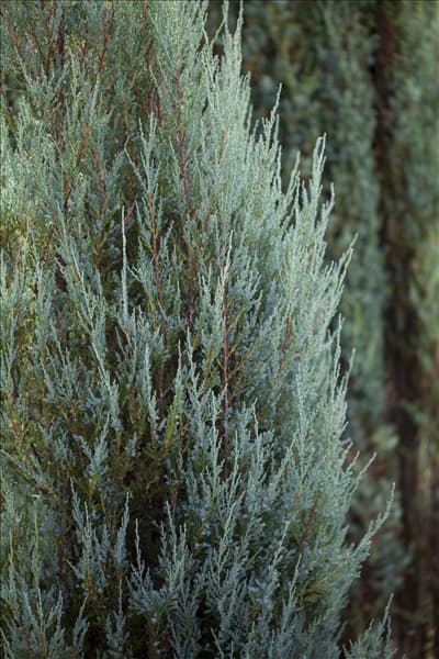 Juniperus virginiana 'Blue Arrow'