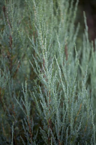 Juniperus virginiana 'Blue Arrow'