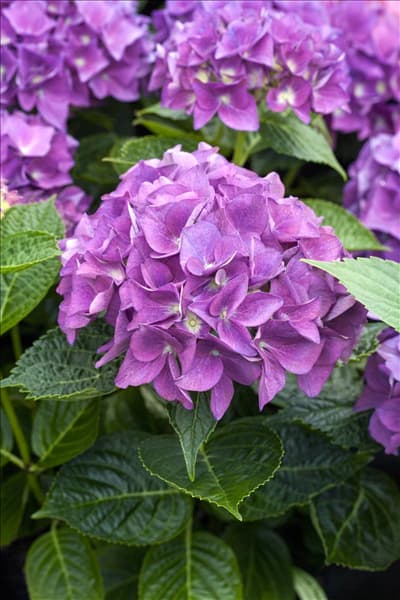 Hydrangea macrophylla 'Hobergine'®