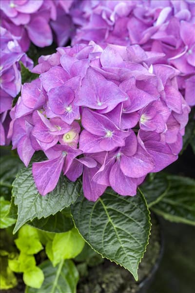 Hydrangea macrophylla 'Hobergine'®