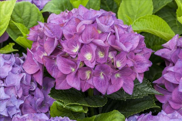 Hydrangea macrophylla 'Hobergine'®