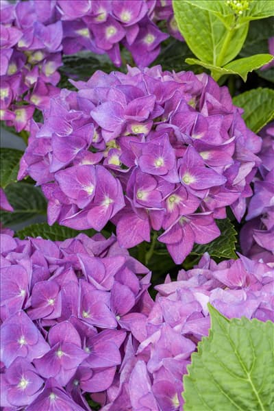 Hydrangea macrophylla 'Hobergine'®