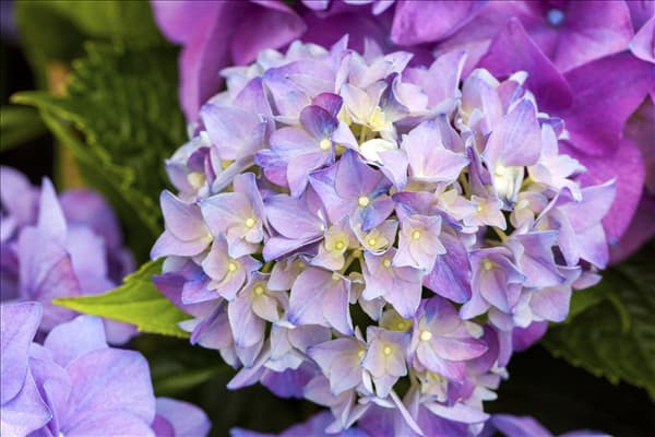 Hydrangea macrophylla 'Hobergine'®