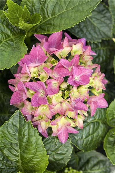 Hydrangea macrophylla 'Hobergine'®