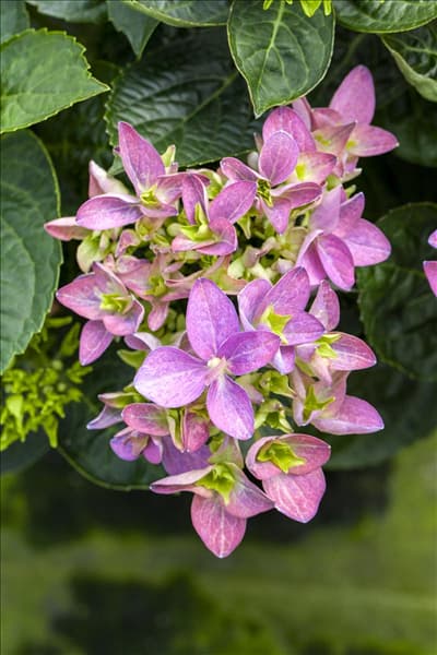 Hydrangea macrophylla 'Hobergine'®