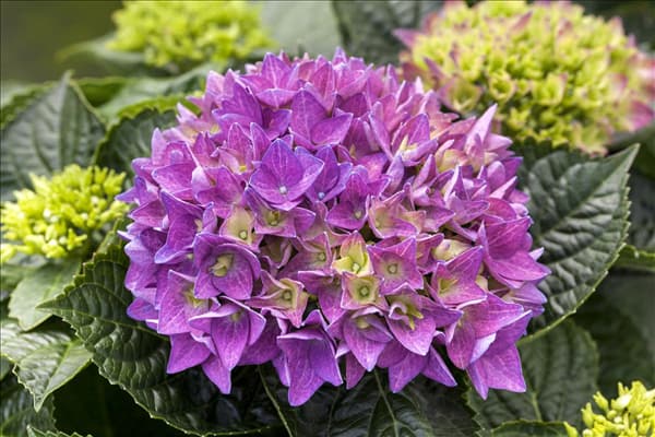 Hydrangea macrophylla 'Hobergine'®