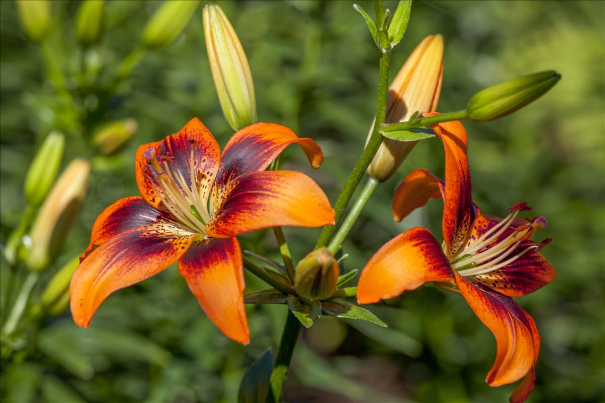 Lilium Asiatic