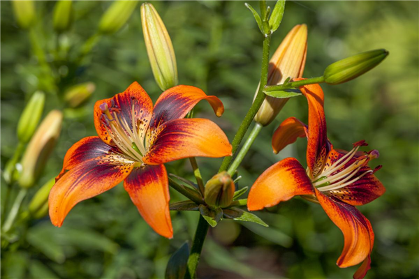 Lilium Asiatic