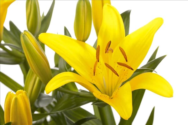 Lilium Asiatic