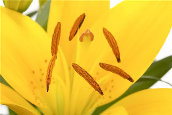 Lilium Asiatic
