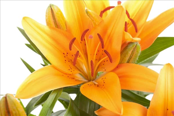 Lilium Asiatic