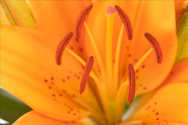 Lilium Asiatic