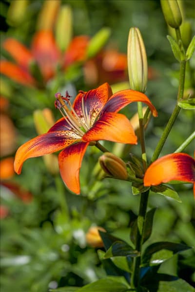 Lilium Asiatic