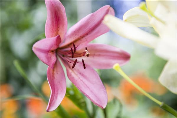 Lilium Asiatic