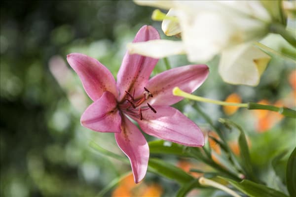 Lilium Asiatic
