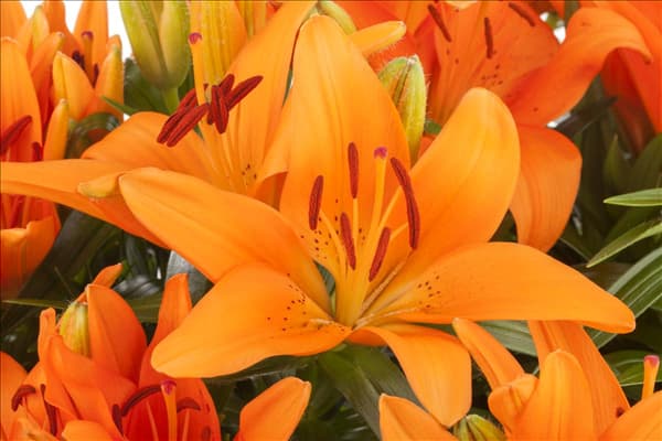 Lilium Asiatic