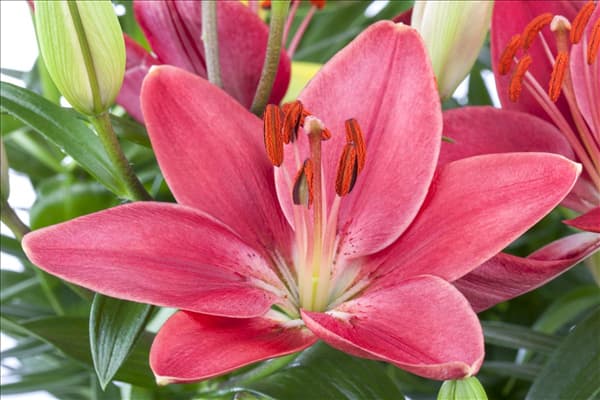 Lilium Asiatic