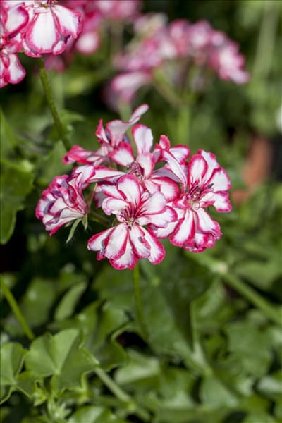 Pelargonium peltatum 'Mexikanerin'