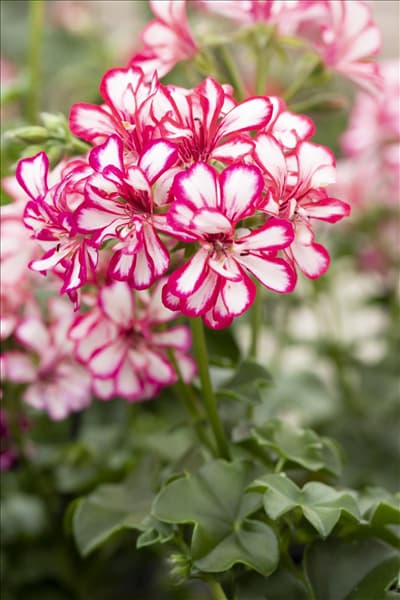 Pelargonium peltatum 'Mexikanerin'
