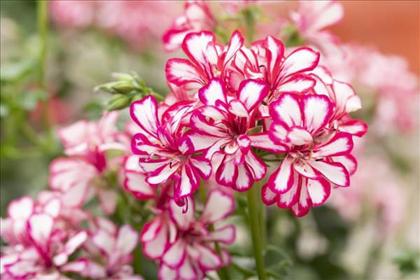 Pelargonium peltatum 'Mexikanerin'