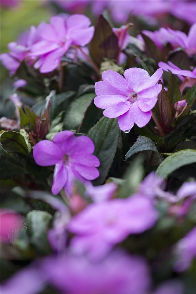 Impatiens 'SunPatiens'™