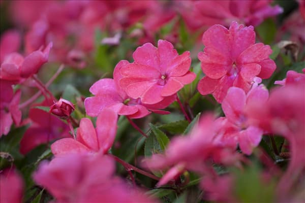 Impatiens 'SunPatiens'™