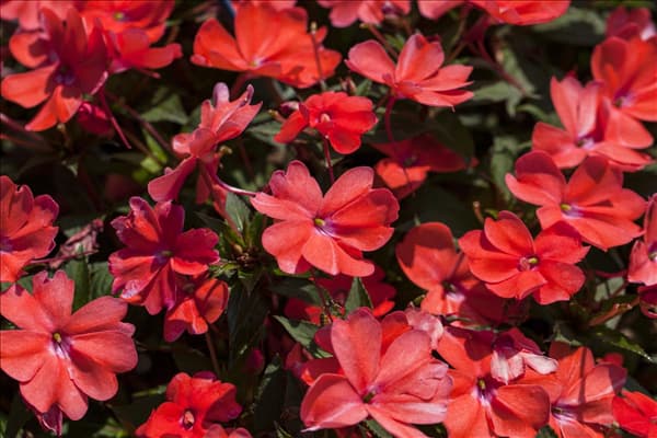 Impatiens 'SunPatiens'™