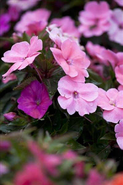 Impatiens 'SunPatiens'™