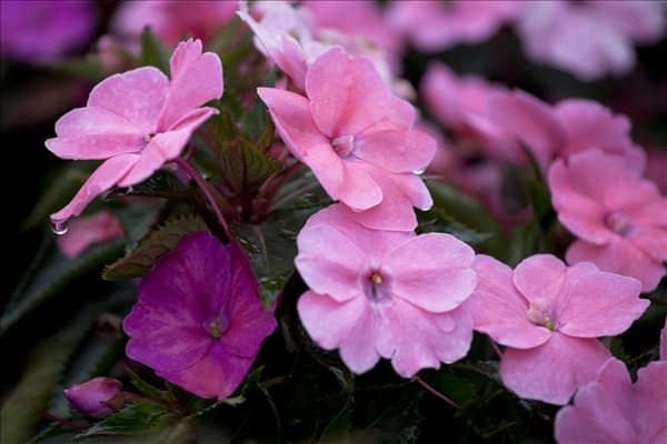Impatiens 'SunPatiens'™
