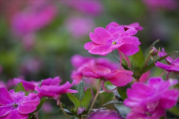 Impatiens 'SunPatiens'™