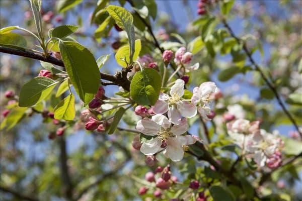 Malus 'Evereste'®