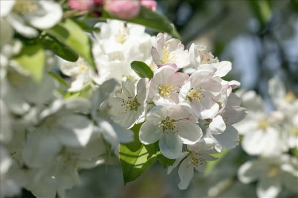 Malus 'Evereste'®