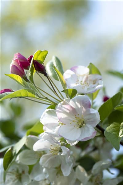 Malus 'Evereste'®
