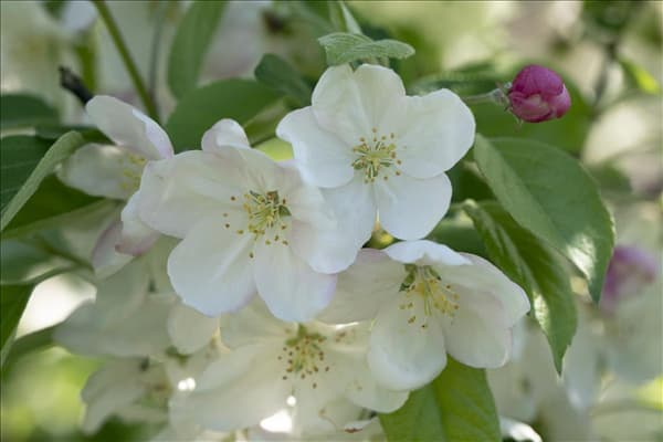 Malus 'Evereste'®
