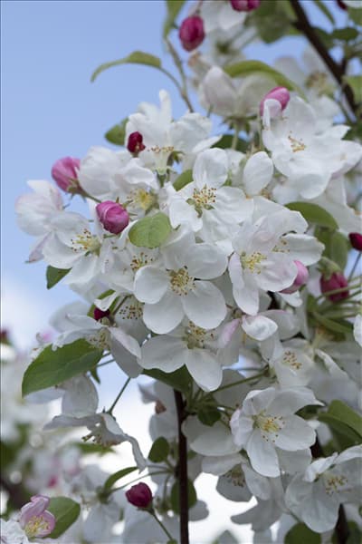 Malus 'Evereste'®