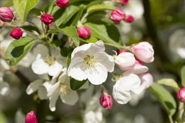 Malus 'Evereste'®
