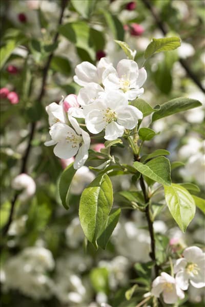 Malus 'Evereste'®