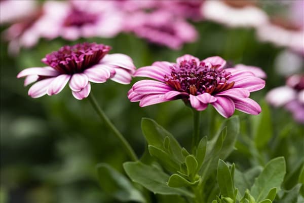 Osteospermum ecklonis '3D Berry White ´15'