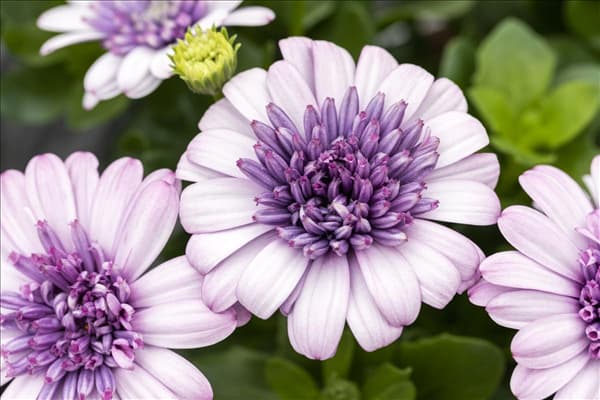 Osteospermum ecklonis '3D'