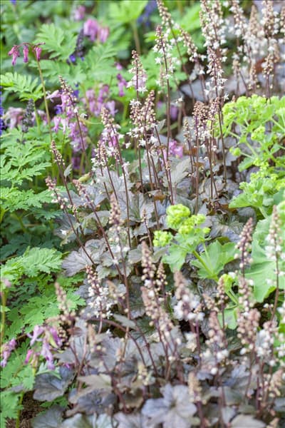 Heucherella