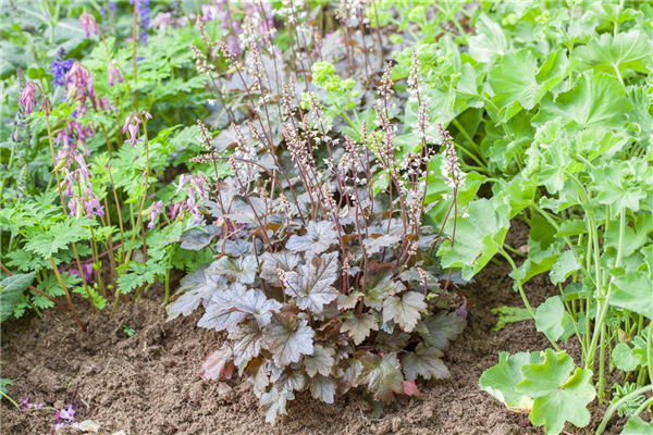 Heucherella