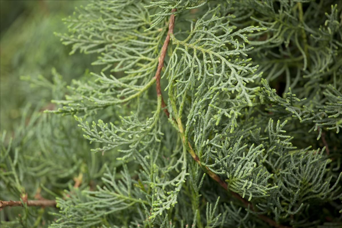 Juniperus virginiana 'Grey Owl'