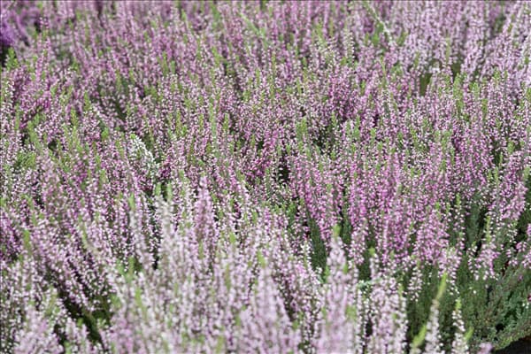 Calluna vulgaris