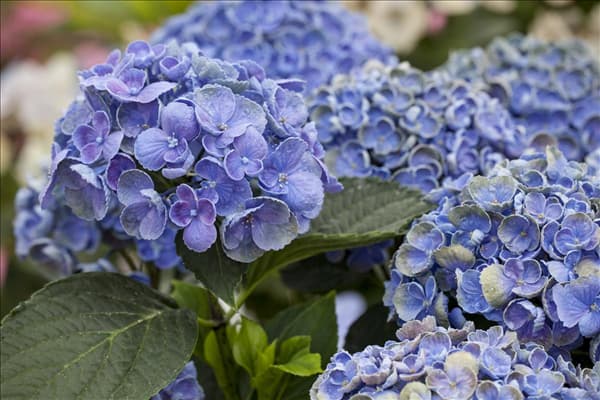 Hydrangea macrophylla 'Hopcorn'®