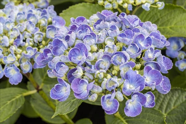 Hydrangea macrophylla 'Hopcorn'®