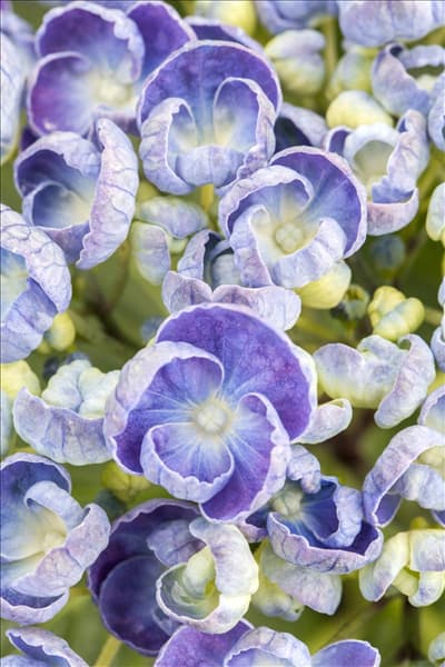 Hydrangea macrophylla 'Hopcorn'®