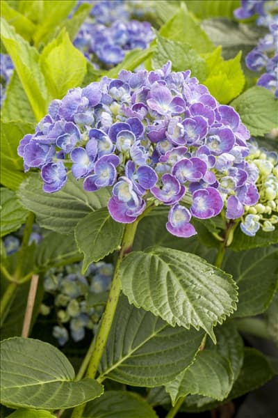 Hydrangea macrophylla 'Hopcorn'®