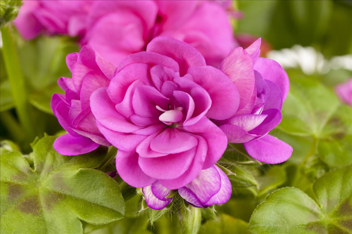 Pelargonium peltatum, gefüllt
